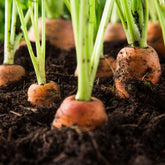 Hectarul - Seminte Morcov  Chantenay Red Cored  AGROSEM 25 g